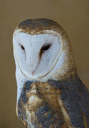 Tyto alba  BARN OWL 5003228