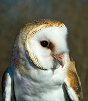 Tyto alba BARN OWL 5003287