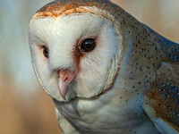 Tyto alba BARN OWL 5003289