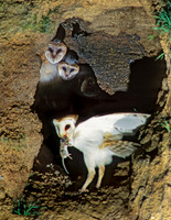 Tyto alba  BARN OWL 127013+09-2