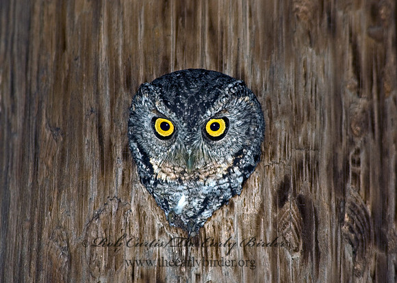 Megascops trichopsis  WHISKERED SCREECH OWL 5006005