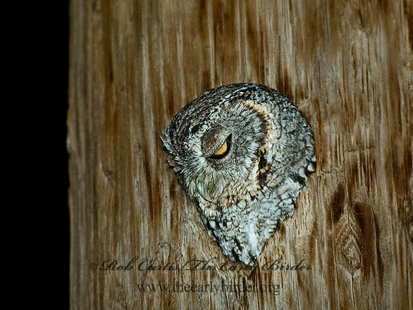 Megascops trichopsis  WHISKERED SCREECH OWL 5006008