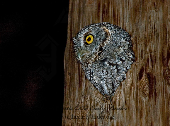Megascops trichopsis  WHISKERED SCREECH OWL 5006007