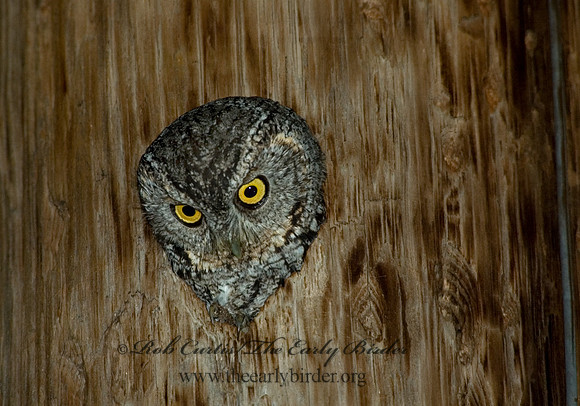 Megascops trichopsis  WHISKERED SCREECH OWL 5006006