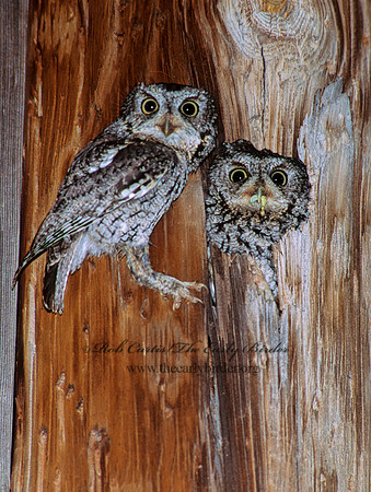 Megascops trichopsis  WHISKERED SCREECH OWL 95312