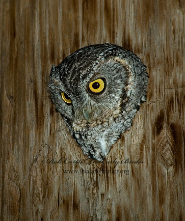 Megascops trichopsis  WHISKERED SCREECH OWL 5006009