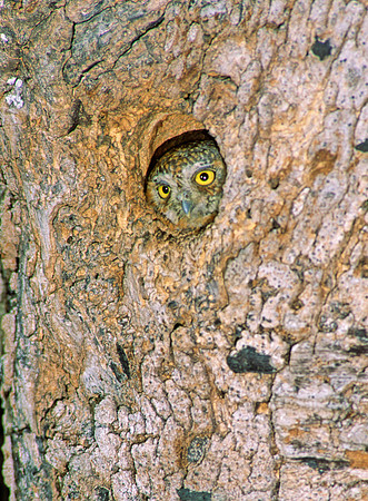 Micrathene whitneyi  ELF OWL 51717