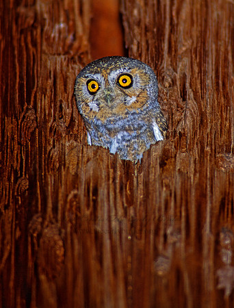 Micrathene whitneyi  ELF OWL 75807