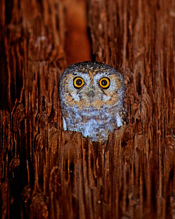 Micrathene whitneyi  ELF OWL 75808