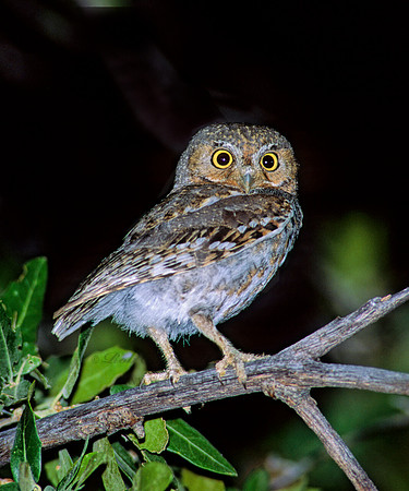 Micrathene whitneyi  ELF OWL 95102