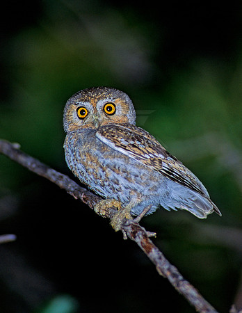 Micrathene whitneyi  ELF OWL 75810