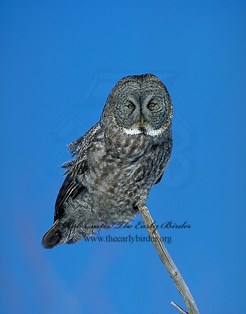 Strix nebulosa  GREAT GRAY OWL 141121