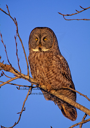 Strix nebulosa  GREAT GRAY OWL 141626