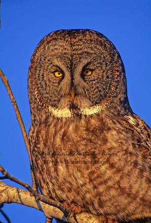 Strix nebulosa  GREAT GRAY OWL 141615