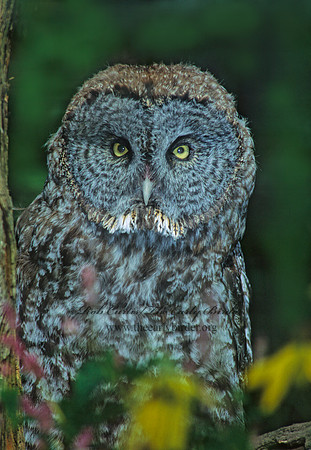 Strix nebulosa  GREAT GRAY OWL 79712