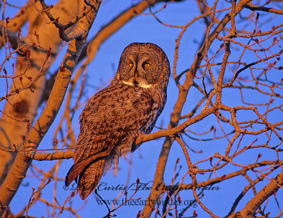 Strix nebulosa  GREAT GRAY OWL 141702