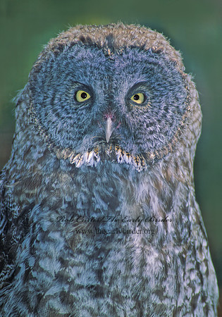 Strix nebulosa  GREAT GRAY OWL 79721