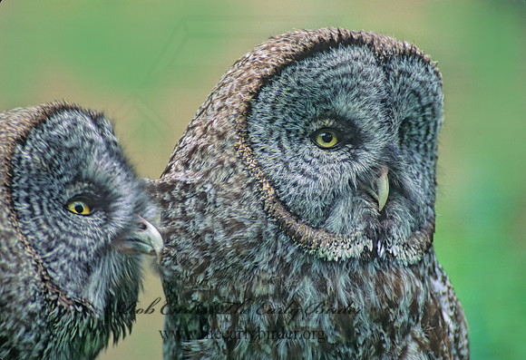 Strix nebulosa  GREAT GRAY OWL 154204