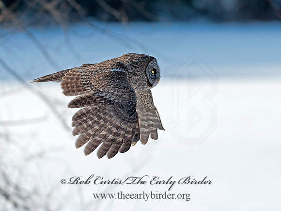 Strix nebulosa  GREAT GRAY OWL 8030340