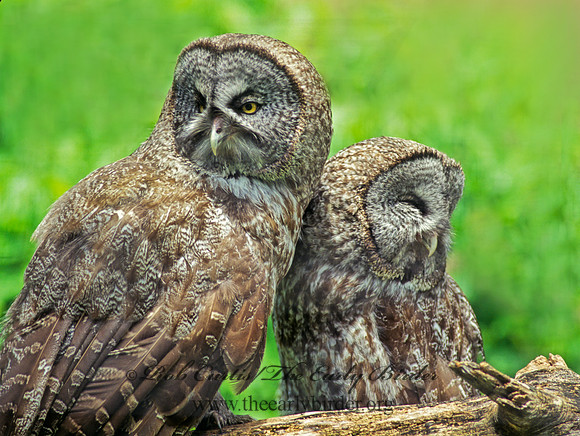 Strix nebulosa  GREAT GRAY OWL 155219