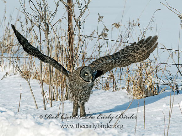 Strix nebulosa  GREAT GRAY OWL 8030343