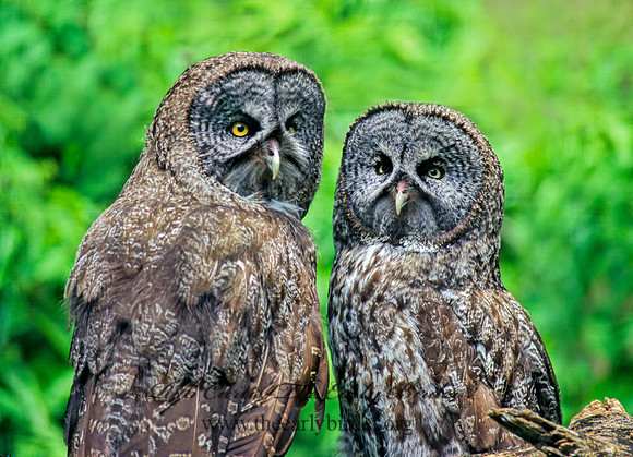Strix nebulosa  GREAT GRAY OWL 155220