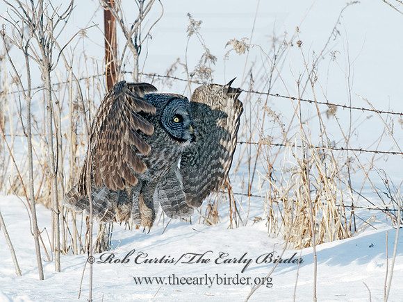 Strix nebulosa  GREAT GRAY OWL 8030344
