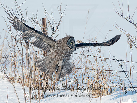 Strix nebulosa  GREAT GRAY OWL 8030345
