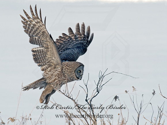 Strix nebulosa  GREAT GRAY OWL 8030346