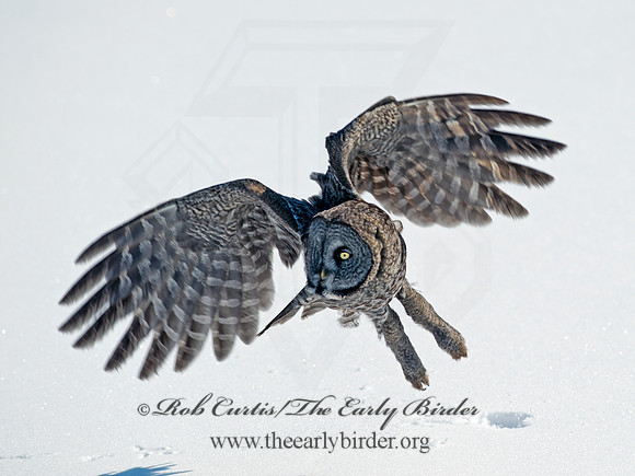Strix nebulosa  GREAT GRAY OWL 8030357
