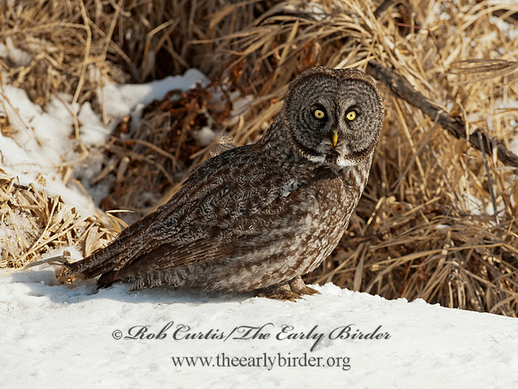 Strix nebulosa  GREAT GRAY OWL 8030366
