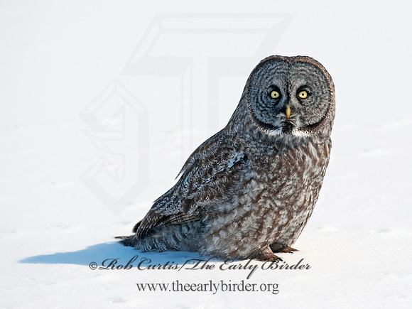 Strix nebulosa  GREAT GRAY OWL 8030399