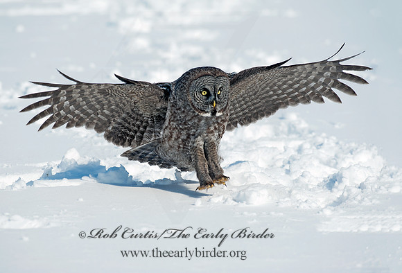 Strix nebulosa  GREAT GRAY OWL 8030409