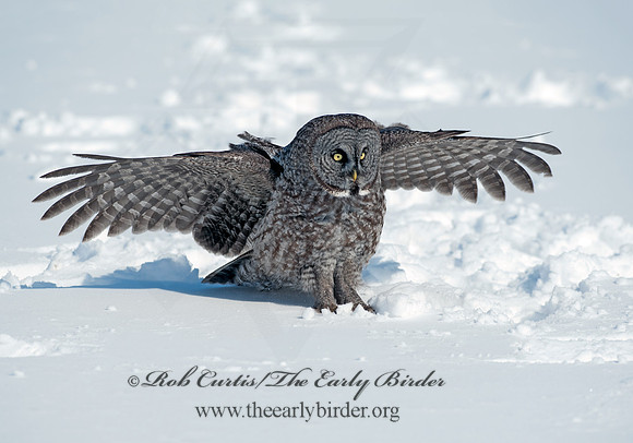 Strix nebulosa  GREAT GRAY OWL 8030410