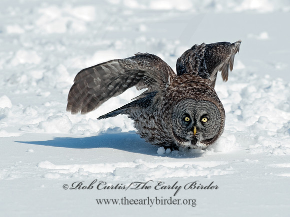 Strix nebulosa  GREAT GRAY OWL 8030413