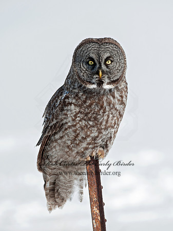 Strix nebulosa  GREAT GRAY OWL 8030428