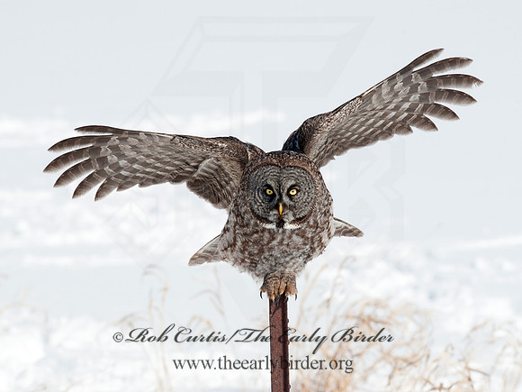 Strix nebulosa  GREAT GRAY OWL 8030443