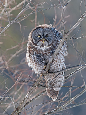 Strix nebulosa  GREAT GRAY OWL 8030455
