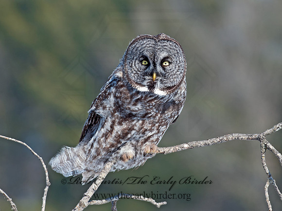 Strix nebulosa  GREAT GRAY OWL 8030472