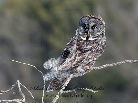 Strix nebulosa  GREAT GRAY OWL 8030478