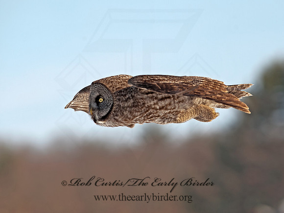 Strix nebulosa  GREAT GRAY OWL 8030504