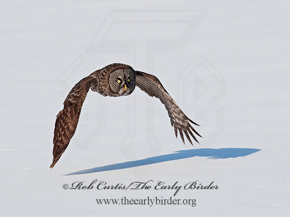 Strix nebulosa  GREAT GRAY OWL 8030498