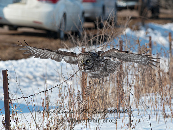 Strix nebulosa  GREAT GRAY OWL 8030508