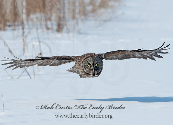 Strix nebulosa  GREAT GRAY OWL 8030509