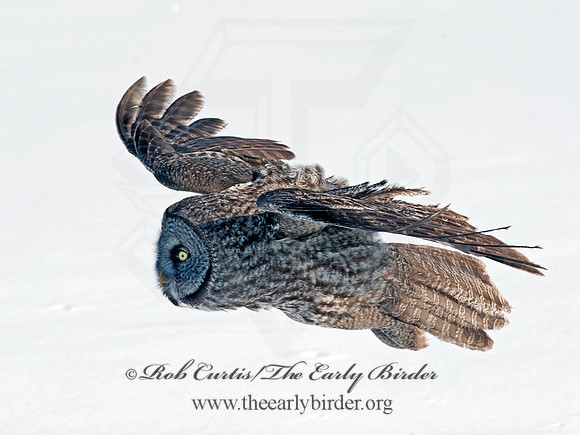 Strix nebulosa  GREAT GRAY OWL 8030519