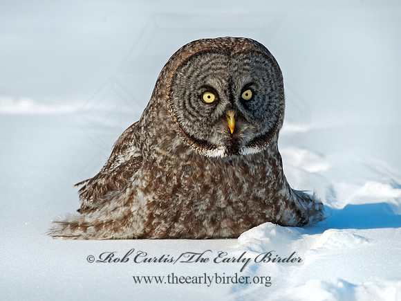Strix nebulosa  GREAT GRAY OWL 8030514