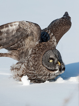 Strix nebulosa  GREAT GRAY OWL 8030515