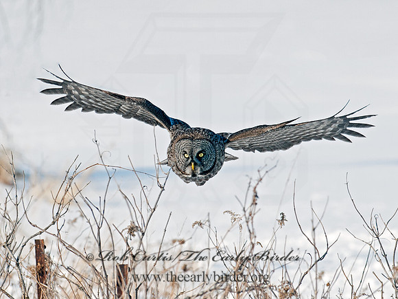 Strix nebulosa  GREAT GRAY OWL 8030524