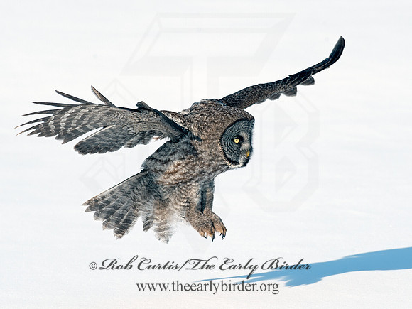 Strix nebulosa  GREAT GRAY OWL 8030534