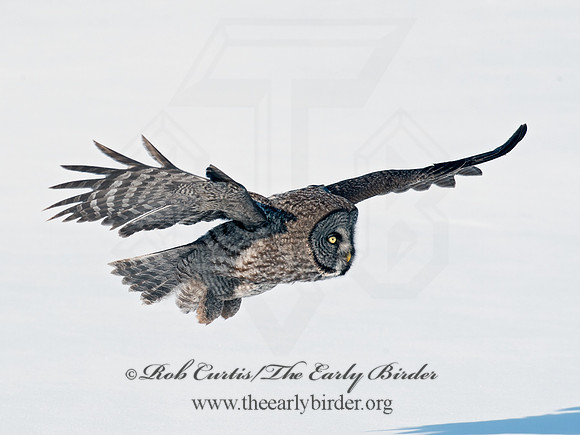 Strix nebulosa  GREAT GRAY OWL 8030532